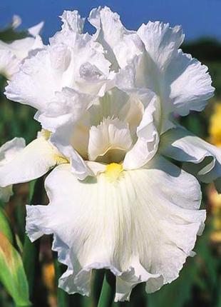 Іриси великі, високорослі