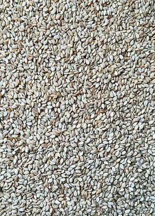 Кунжут білий неочищений (індія) 1 кг