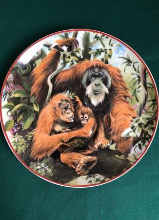 Тарелка фарфоровая, коллекционная, «orang-utan” подвисшая от