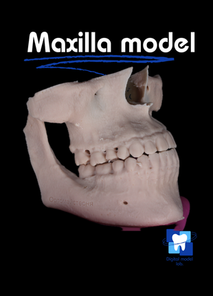 Повна модель верхньої та нижньої щелепи | модель maxilla