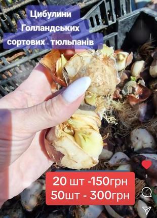 Луковины голландских сортовых тюльпанов после выгонки 🌺