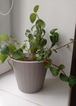 Пеперомія туполистна, відростки