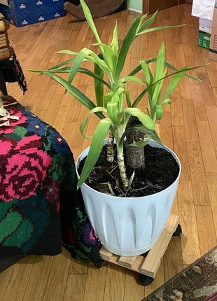 Дерево юка пальма домашня  юкка
