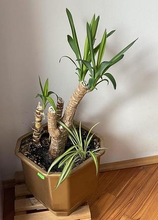 Дерево юкка юка пальма кімнатна домашня