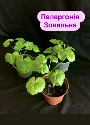 Пеларгонія зональна, мікс кольорів
