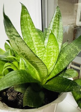 Сансівієрія (sansevieria)