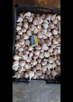 Продам часник домашній 7