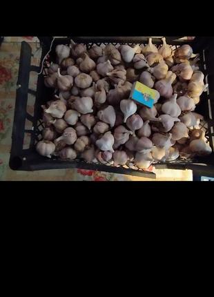 Продам часник домашній 8