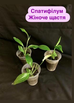 Спатифілум - жіноче щастя 🌺