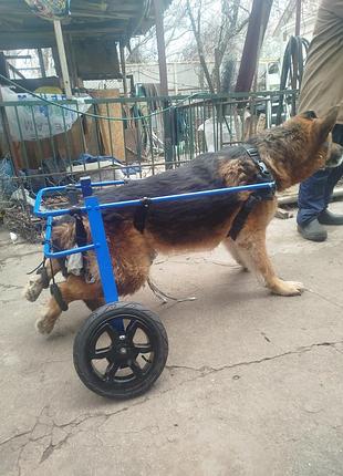 Инвалидная коляска для собаки изготовление инвалидных колясок для собак коляска для овчарки