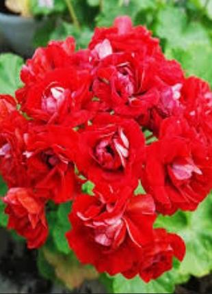 Пеларгонія дітки