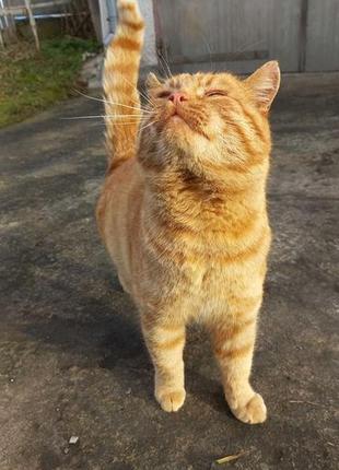 Рижий котик шукає дім