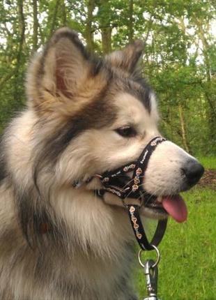 Ошейник мягкий для собаки dogmatic