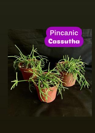 Рипсалис cassutha