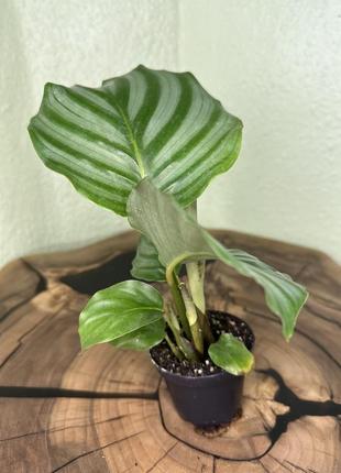 Калатрея орбифолия, calathea orbifolia.