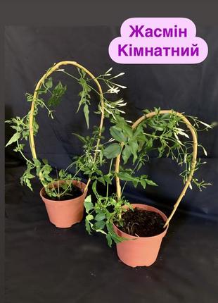 Жасмин комнатный 🌺