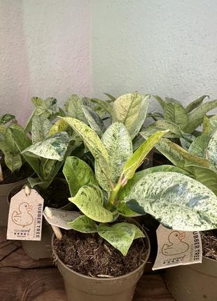 Фікус еластика шріверіана, ficus elastica shivereana variegata