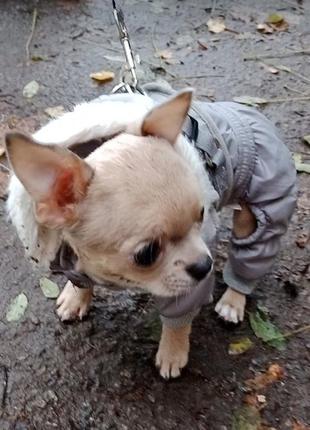 Комбінезон для цуценяти, маленької собачки