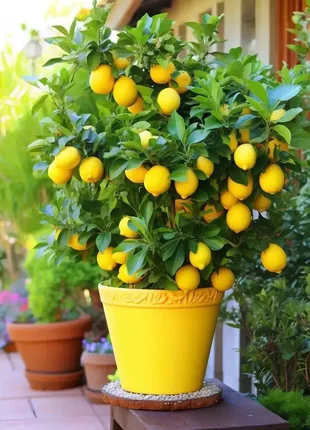 Бонсай лимон
