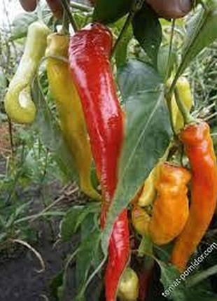 Семена перца острого цицак 10шт