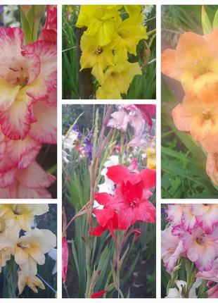 Луковицы гладиолусов. 9