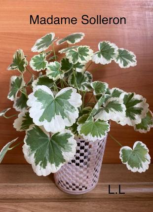 Пеларгонія мадам соллерон