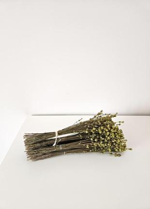 Ароматна лаванда 🌱