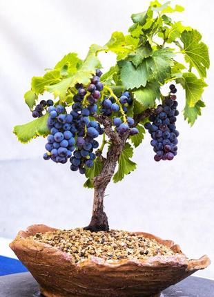 Бонсай виноград семян