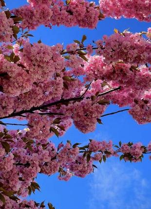 Сакура! lucien ferrero - sakura imperial пробник оригинал