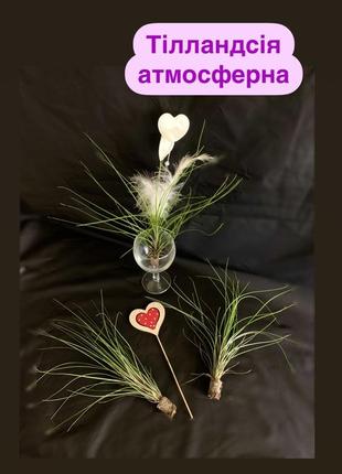 Тилландсия атмосферная
