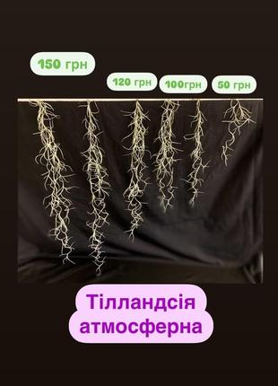 Тіландсія атмосферна