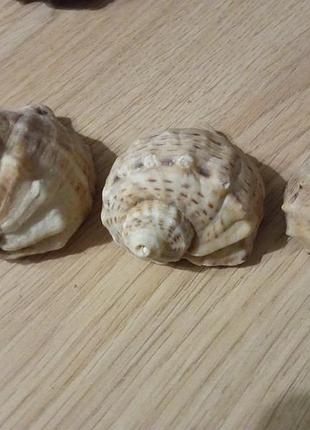 Мушлі морські.