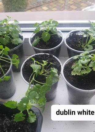 Кампанула dublin white