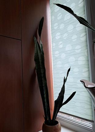 Сансеверія в вазоні(горщику)зовсім низька ціна