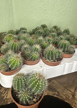 Нотокактус вараси (notocactus warasii (group)) 2