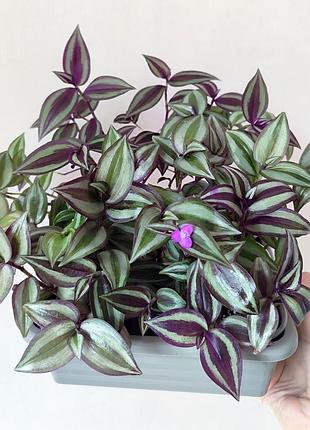 Традесканція зебріна, zebrina purple, пурпурова, фіолетова, укорочена