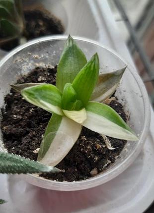 Хавортія cymbiformis variegata