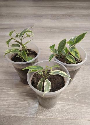 Фікус бенджаміна