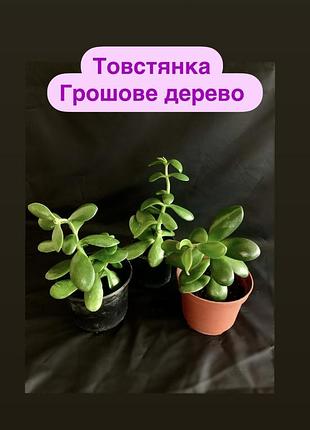 Товстянка, грошове дерево, красула