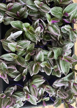 Традесканція нанук, tradescantia nanouk