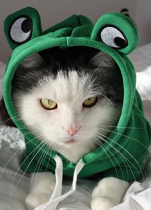 Худи для домашних животных лягушонок