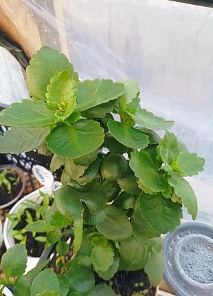 Каланхое сортове