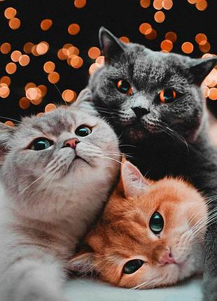 Алмазная мозаика на подрамнике три пушистых котика 40х50 tn1144