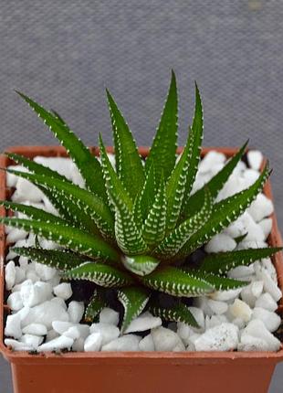Haworthia fasciata