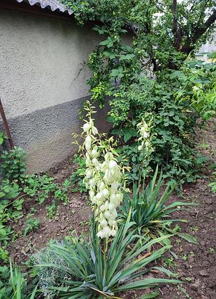 Кущі  юки 4