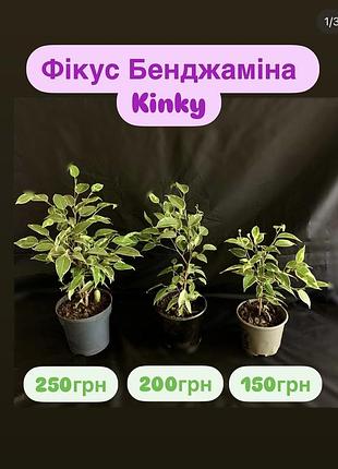 Фикус бенджамина вариегатный kinky🌺