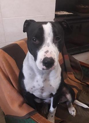 Американьський стаф