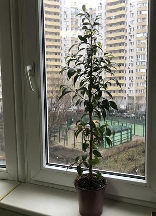 Фикус бенджамина 3