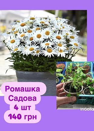 Ромашка садовая низкорослая 🌺