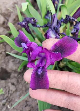 Ирис мини карлик ранний